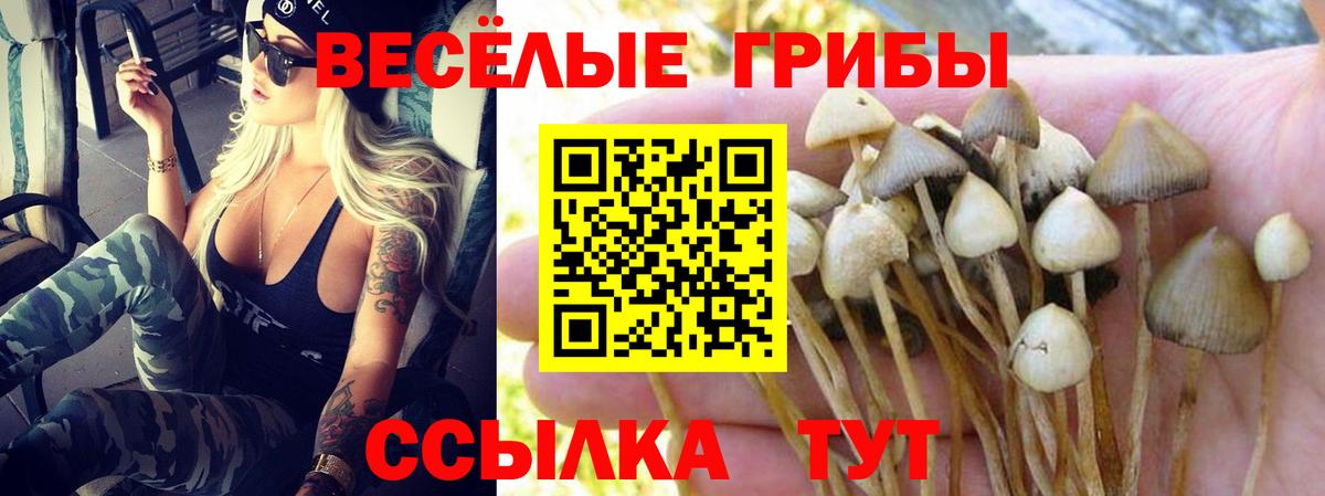 Галлюциногенные грибы Psilocybe  Вход с VPN  Курганинск  Псилоцибиновые грибы прущие грибы 